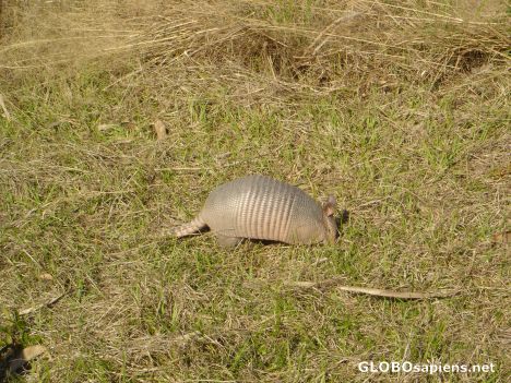 Postcard Armadillo