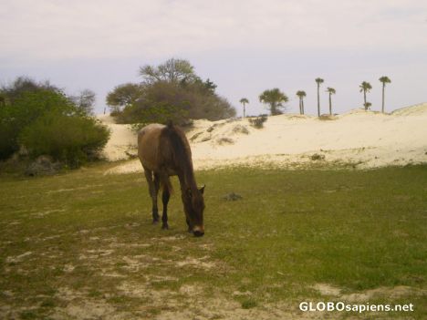 Postcard Wild horses that roam the Cumberland Island.