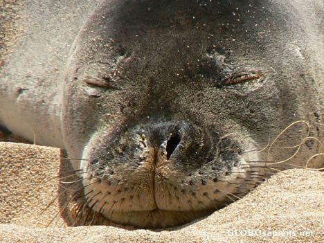 Monk seal