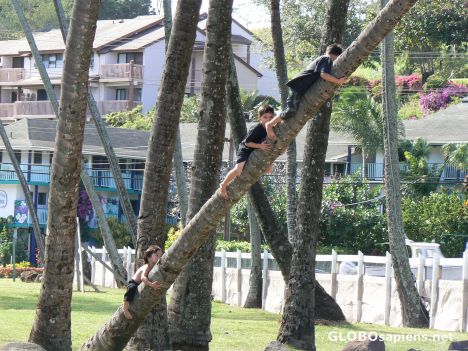 Postcard An old fashion jungle gym
