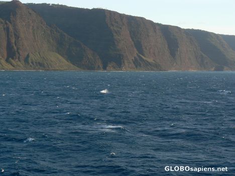 Postcard Searching for whales...