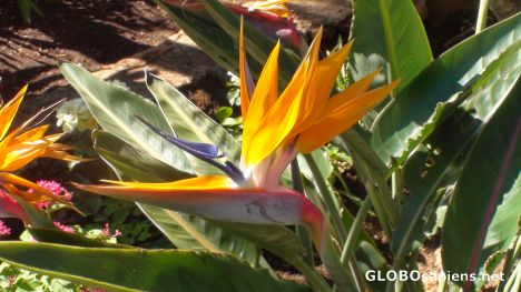 Postcard The Bird of Paradise