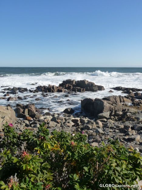 Postcard Plants, rocks, water -