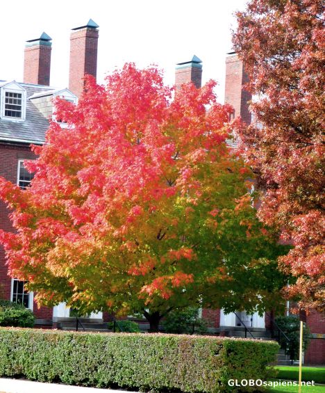 Postcard Colours of New England -