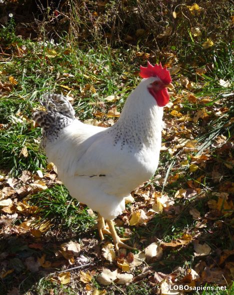 Postcard Cock