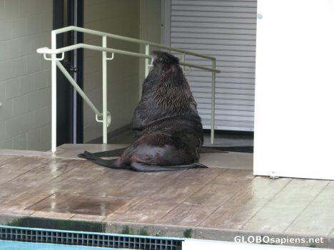 Postcard New England Aquarium Northern Fur Seal