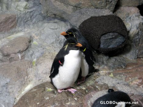 Postcard New England Aquarium Southern Rockhopper Penguins