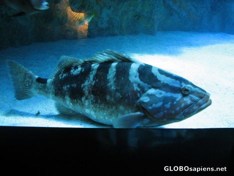 Postcard New England Aquarium Giant Ocean Tank