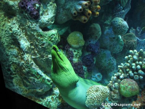 Postcard New England Aquarium Ocean Tank Reef