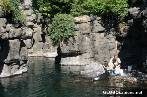 Postcard Central Park Zoo; Feeding of the seals