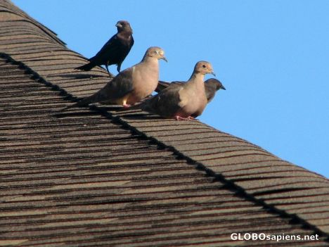 Postcard Birds on the Roof