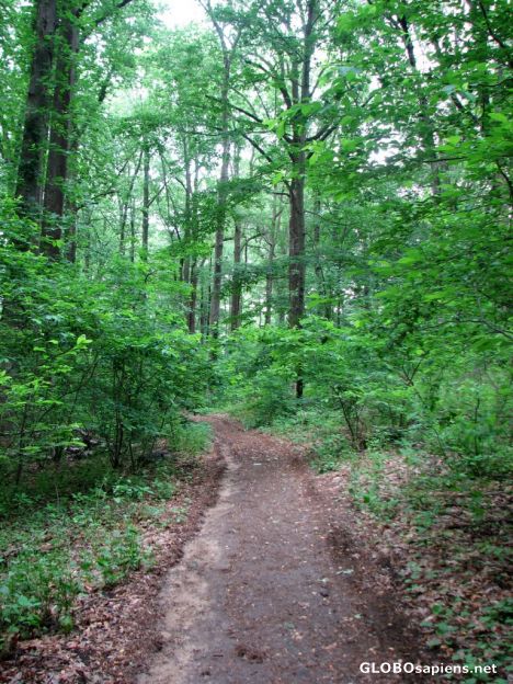 Postcard Sagamore Hill - The Nature Walk