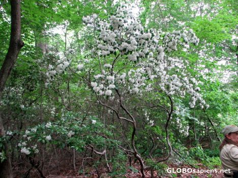 Postcard Sagamore Hill - Mountain Laurels