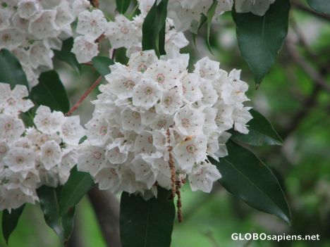 Postcard Sagamore Hill - Mountain Laurel