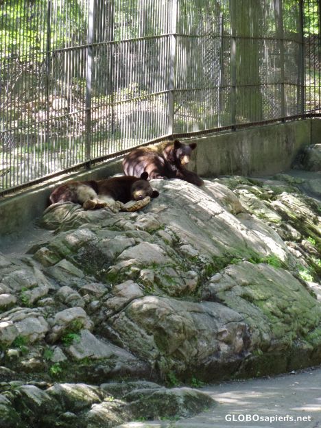 Postcard Bears!