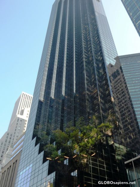 Postcard Skyscraper forest