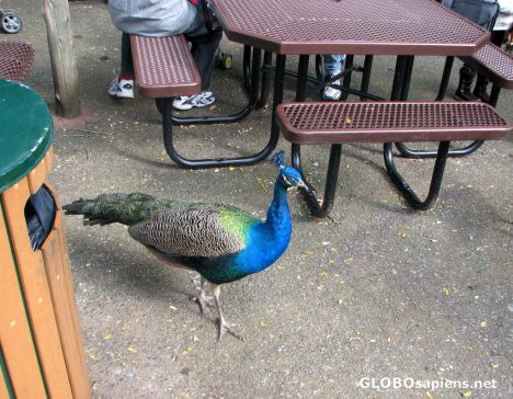 Postcard Dining at the Bronx Zoo