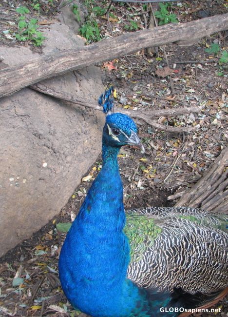 Postcard Bronx Zoo - Dining Companions