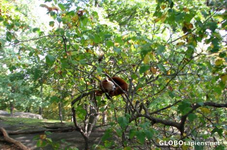 Postcard Bronx Zoo - Red Panda