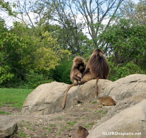 Postcard Bronx Zoo - Baboon Enclosure