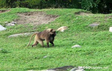 Postcard Bronx Zoo - Baboon Enclosure
