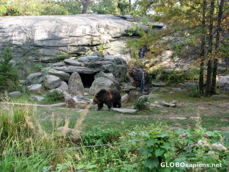 Postcard Bronx Zoo - Bear Pit