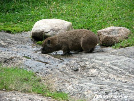 Postcard Bronx Zoo - Baboon Enclosure - Rock Hyrax