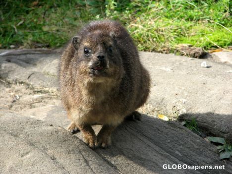 Postcard Bronx Zoo - Baboon Enclosure - Rock Hyrax