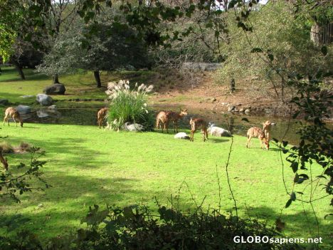 Postcard African Plain - Nyala