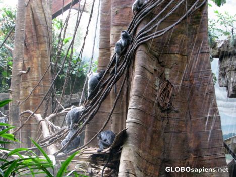 Postcard Bronx Zoo -Jungle World