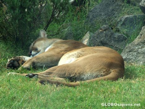 Postcard Cat nap