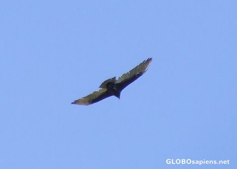 Postcard Eagle eye