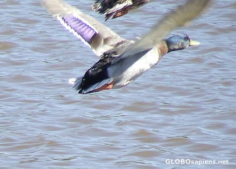 Postcard Mallard