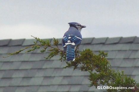 Postcard Blue jay