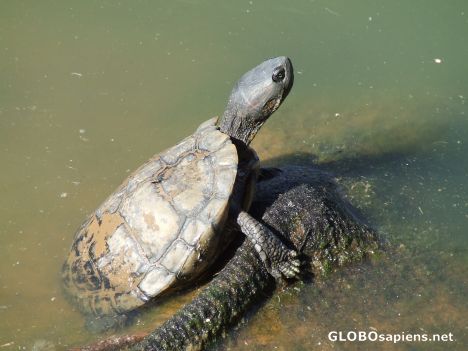 Postcard Turtle soup