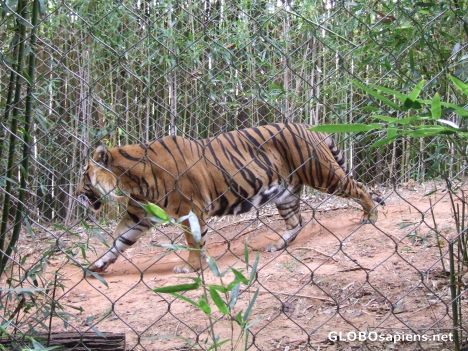 Postcard Tiger tiger burning bright