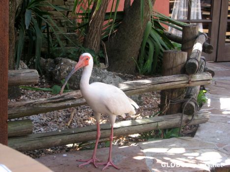 Postcard Walt Disney World - Dining Companion