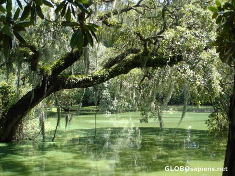 Postcard Lowcountry living