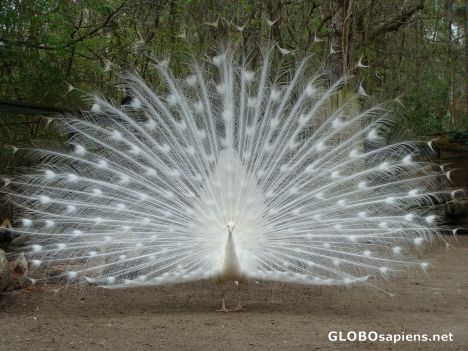 Postcard White peacock