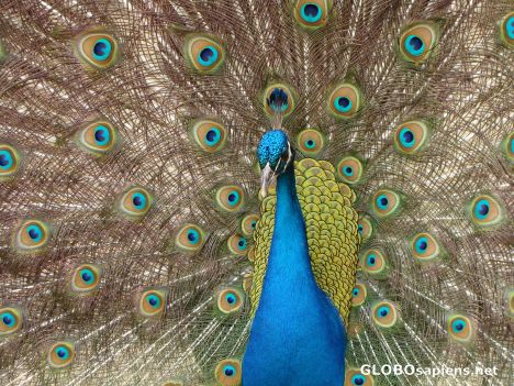 Postcard Proud as a peacock!