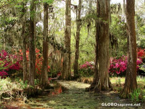 Postcard Cypress swamp