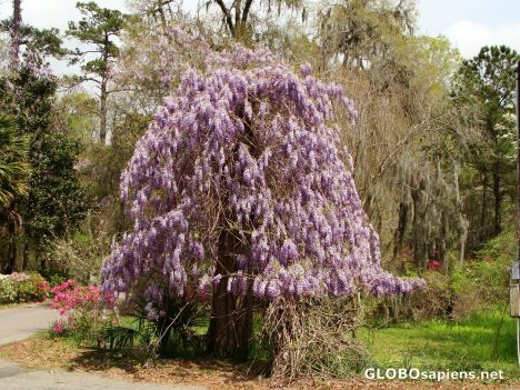 Postcard Wisteria