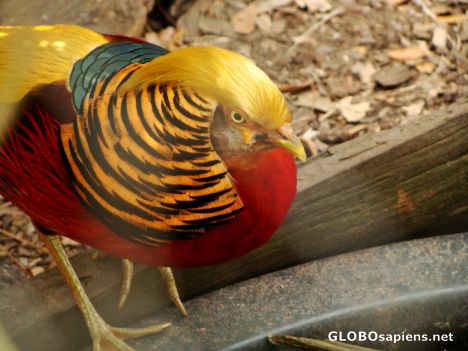 Postcard Golden pheasant