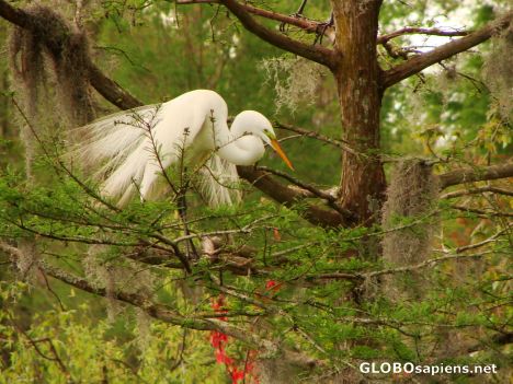 Postcard A Snowy Egret