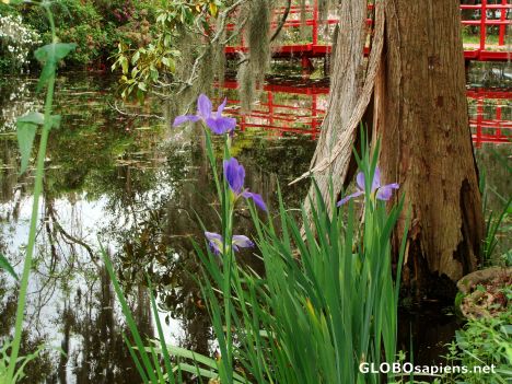 Postcard Irises