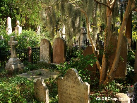 Postcard Headstones in moss