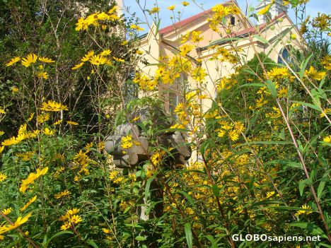 Postcard Overgrown black-eyed susans