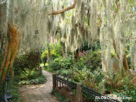 Postcard Under the Spanish Moss