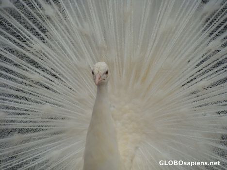 Postcard White peacock