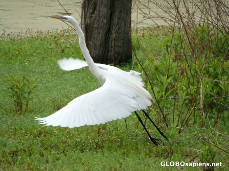 Postcard Great white heron in flight